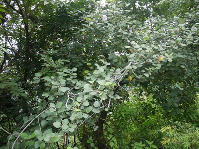Ficus palmata, photographed by Dinesh Valke