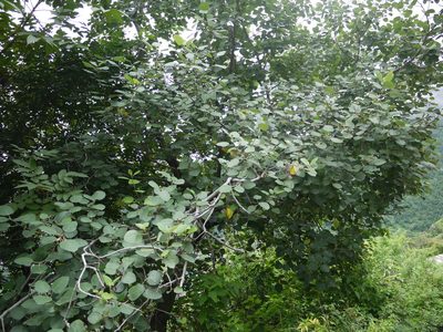 Ficus palmata, photographed by Dinesh Valke