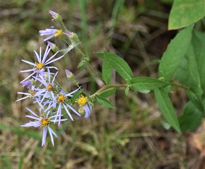 Eurybia conspicua, photographed by Eric Lamb