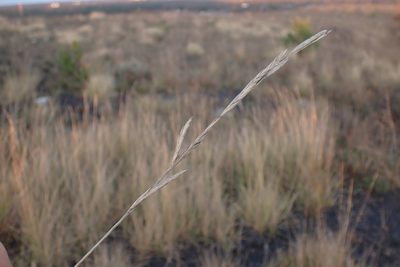 Brachypodium phoenicoides, photographed by Thomas Gyselinck