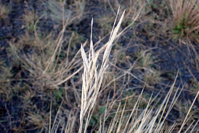 Brachypodium phoenicoides, photographed by Thomas Gyselinck