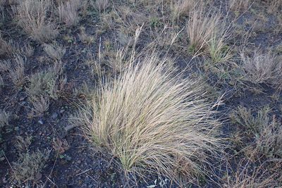 Brachypodium phoenicoides, photographed by Thomas Gyselinck