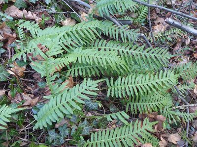 Polypodium interjectum, photographed by Michael Andresek