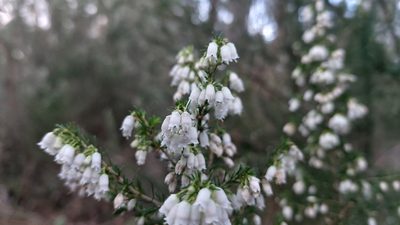 Erica lusitanica, photographed by Elizabete Marchante