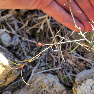 Stillingia linearifolia