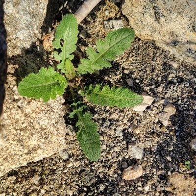 Brassica tournefortii, photographed by Dan Horowitz