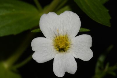 Gratiola floridana, photographed by Brian Finzel