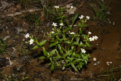 Gratiola floridana, photographed by Brian Finzel