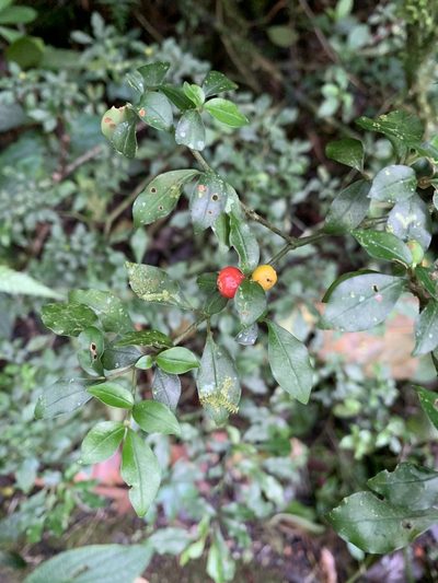Psychotria parvifolia, photographed by Ashwin Srinivasan