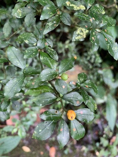 Psychotria parvifolia, photographed by Ashwin Srinivasan