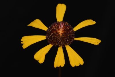 Helenium brevifolium, photographed by Brian Finzel