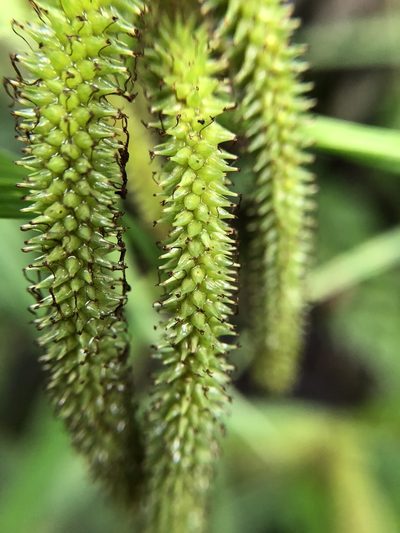 Carex doniana, photographed by Cheng-Tao Lin