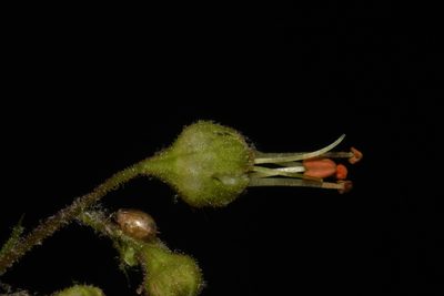 Heuchera americana, photographed by Brian Finzel