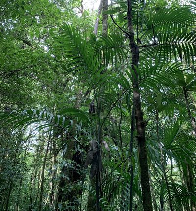 Chamaedorea costaricana, photographed by Ashwin Srinivasan