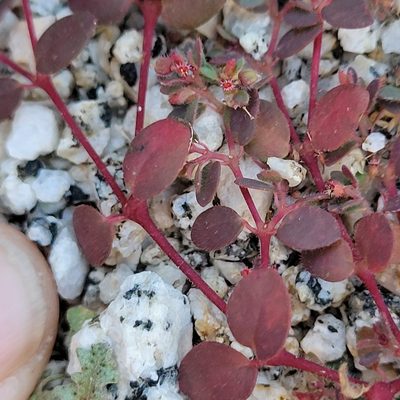 Euphorbia setiloba, photographed by Dan Horowitz