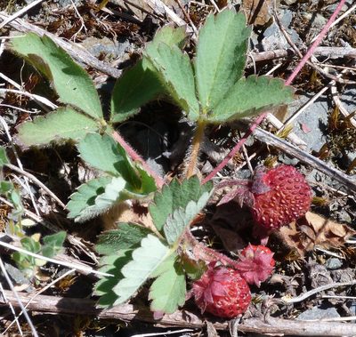 Fragaria cascadensis, photographed by Aaron Liston