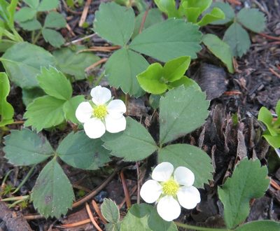 Fragaria cascadensis, photographed by Aaron Liston