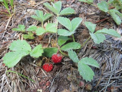 Fragaria cascadensis, photographed by Aaron Liston