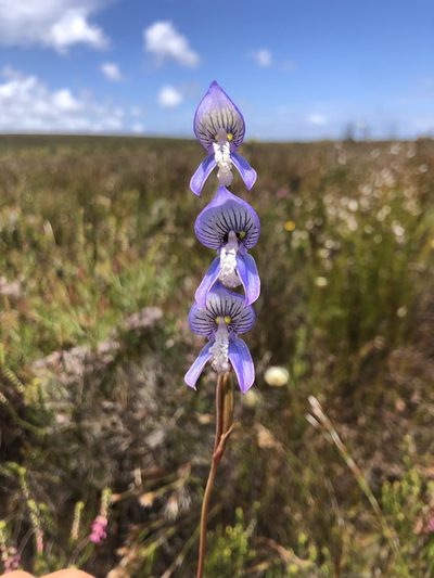 Disa venusta, photographed by Charleen Brunke