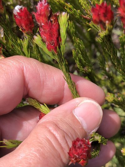 Spatalla squamata, photographed by Charleen Brunke