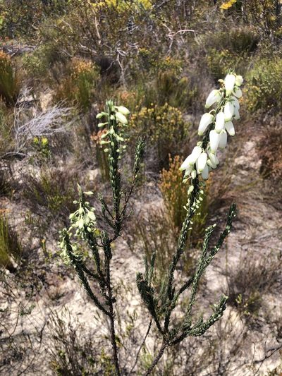 Erica penduliflora, photographed by Charleen Brunke