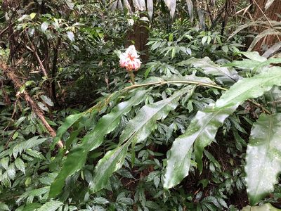 Alpinia shimadae, photographed by Cheng-Tao Lin
