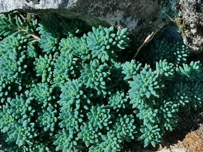 Sedum pallidum, photographed by Elena_Sherehora