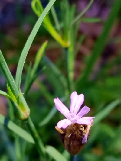 Petrorhagia nanteuilii, photographed by Carminda Santos
