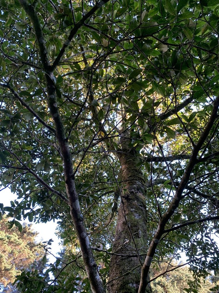 Ocotea monteverdensis, photographed by Ashwin Srinivasan