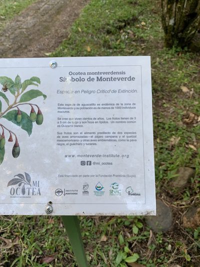 Ocotea monteverdensis, photographed by Ashwin Srinivasan
