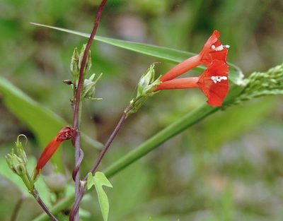 Ipomoea rubriflora, photographed by Hugo Hulsberg