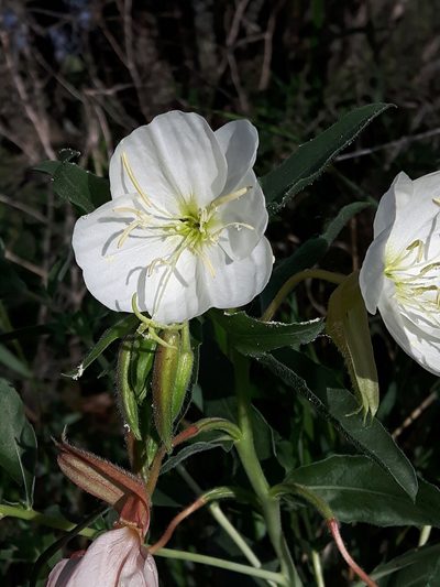 Oenothera nuttallii, photographed by Peter L Achuff