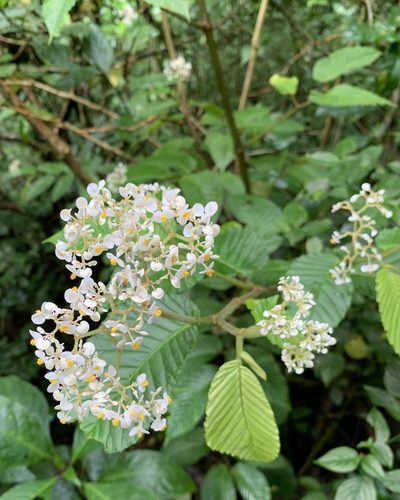 Begonia cooperi, photographed by Ashwin Srinivasan