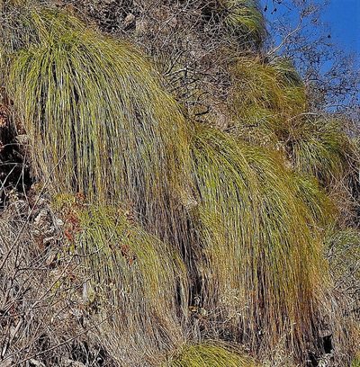 Cortaderia hieronymi, photographed by Hugo Hulsberg