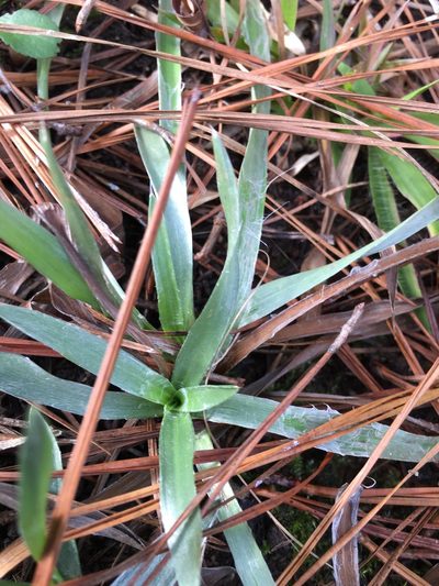 Pityopsis aspera, photographed by Becky Dill