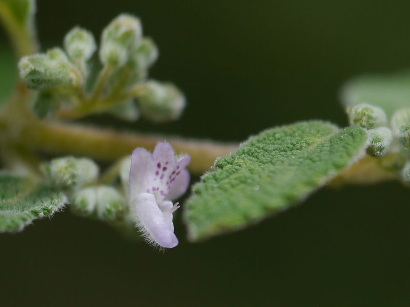 Isodon rugosus, photographed by Dinesh Valke
