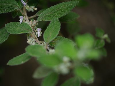 Isodon rugosus, photographed by Dinesh Valke