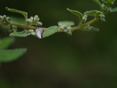 Isodon rugosus, photographed by Dinesh Valke