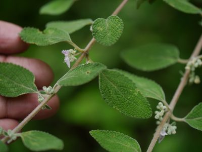 Isodon rugosus, photographed by Dinesh Valke