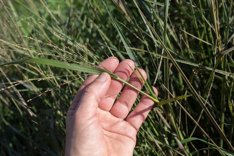 Panicum repens, photographed by Tim Johnson