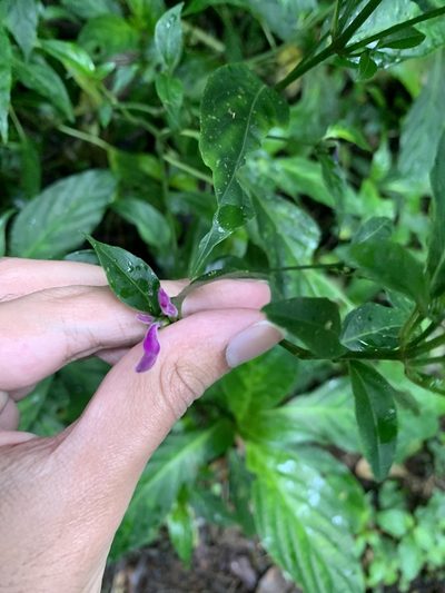 Dicliptera iopus, photographed by Ashwin Srinivasan