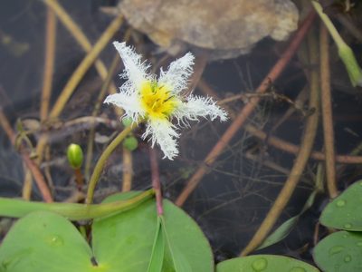 Nymphoides humboldtiana, photographed by Rafael Tosi