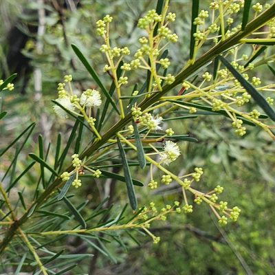 Acacia linifolia, photographed by ronavery