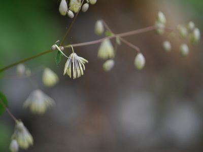Thalictrum foliolosum, photographed by Dinesh Valke