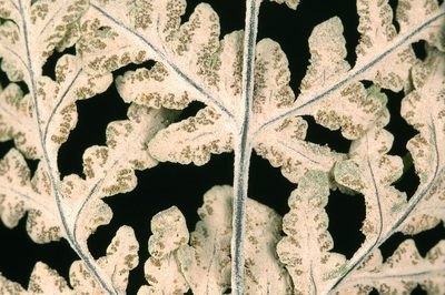 Pentagramma pallida, photographed by Timothy McNitt