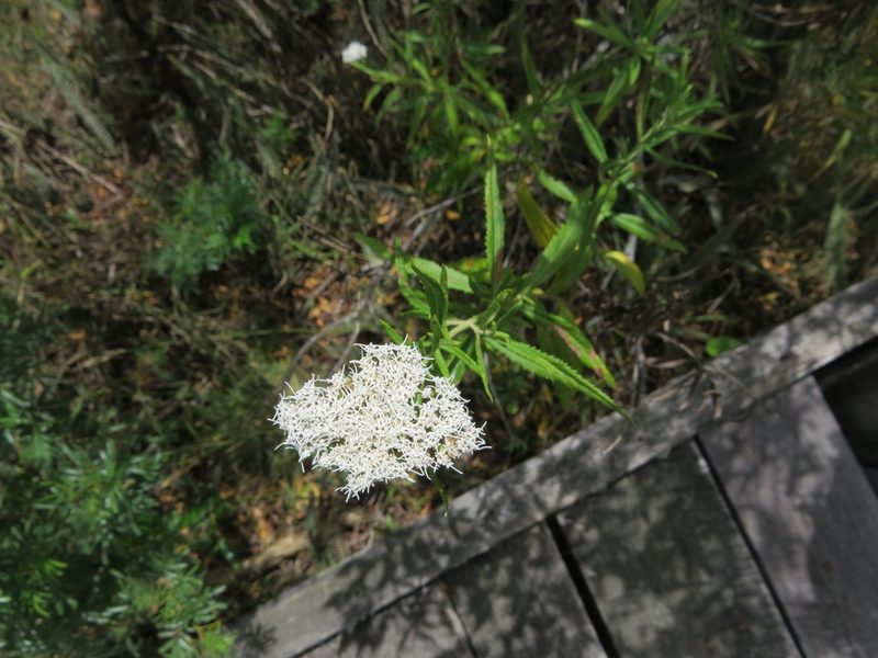 Grazielia serrata, photographed by Rafael Tosi