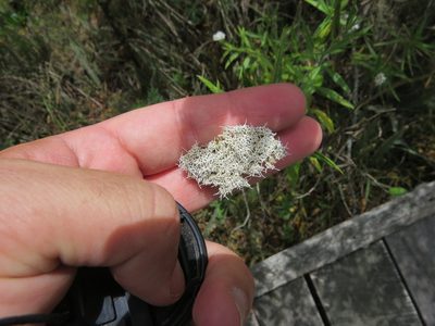 Grazielia serrata, photographed by Rafael Tosi