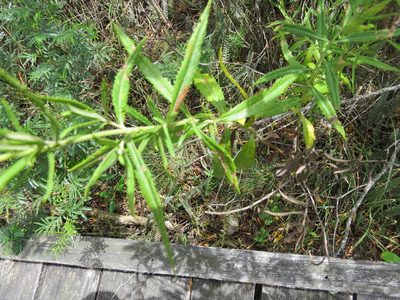 Grazielia serrata, photographed by Rafael Tosi