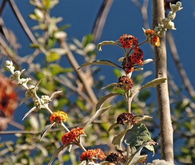 Buddleja tucumanensis, photographed by Hugo Hulsberg