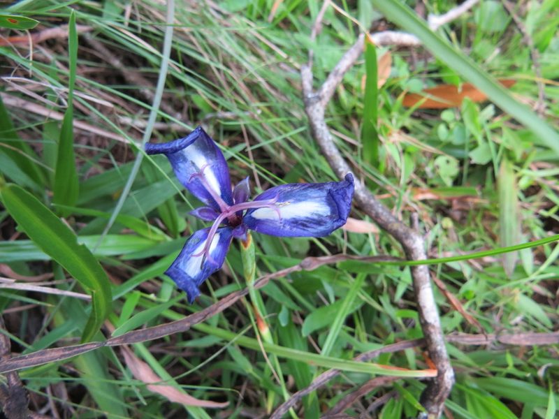 Herbertia pulchella, photographed by Rafael Tosi